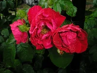 roze.webp