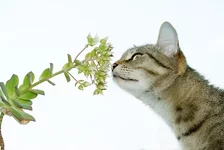 Kosha .webp