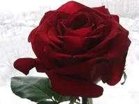 .webp