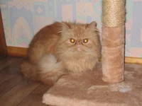  075.webp