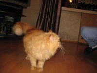 078.webp