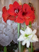 100_0670.webp