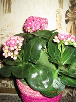 IMG_1045.webp