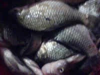 DSC00004.webp