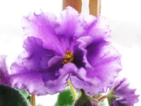IMG_5044.webp