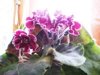 IMG_5050.webp