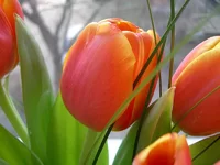 o9.webp