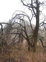0_305ee_eee2c271_L.webp