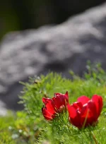 .webp