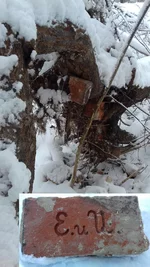  вросший в корень дерева.webp
