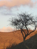 IMG_9723.jpg