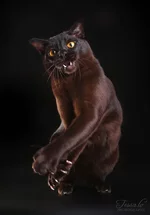 7cgOTqY7rh9Sbl0_mBOkE54obnZrtbsSJ8rhzcjWjl_qNJa3eHI55Ap2ubaJTinzv3ITJzxw06uh8RggZ8KVgg.webp