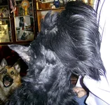 PIC_0015-1.webp