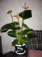 P1040439.webp P1040439.webp