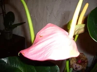 P1040444.webp P1040444.webp