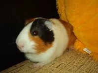IM003705.webp