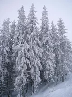 51. Ели совсем по седели.webp