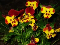 IMG_3669.webp