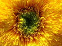 IMG_5084.webp