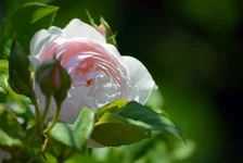 005.webp