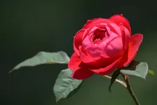 004.webp