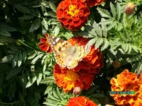IMG_0093.webp