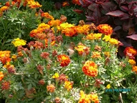 IMG_0097.webp