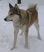 Basja.webp Basja.webp