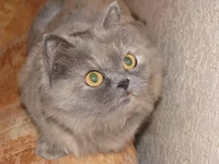 Пчела.jpg