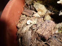 P1020515.webp