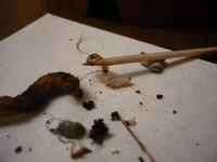 P1020440.webp