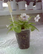 Rob`s Penny Ante .webp