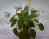 Rob`s Penny Ante.webp