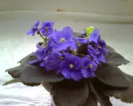 Taffeta Blue.webp