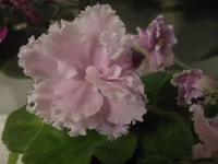 Louisiana Lullaby 078.webp