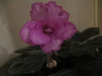  090.webp