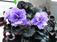 2010_03_19 036.webp