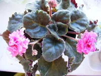 2010_03_19 050.webp