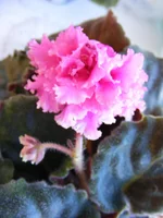2010_03_19 051.webp
