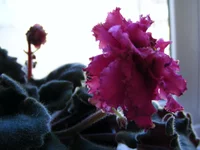 2010_03_19 053.webp