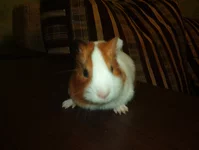 IM003780.webp