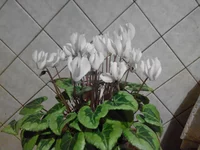 IMG_20171204_204835.webp