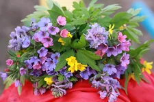 Fl.webp