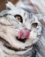 c3.webp