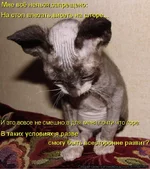 kotomatritsa_L1.webp