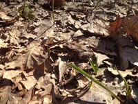 IMG_0136[1].webp