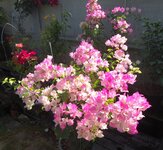 DSC01114.JPG