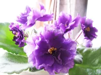  027.webp