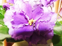  028.webp