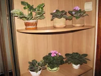  036.webp